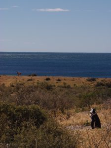 Estudiantes de la LAAN en Punta Tombo