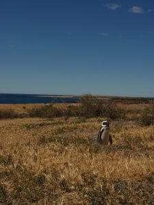 Estudiantes de la LAAN en Punta Tombo