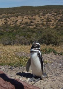 Estudiantes de la LAAN en Punta Tombo